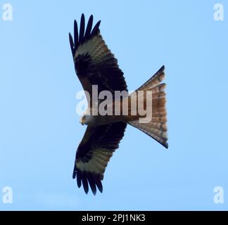 Ein roter Drachen (Milvus milvus), der im Frühling über die Cotswold Hills fliegt Stockfoto