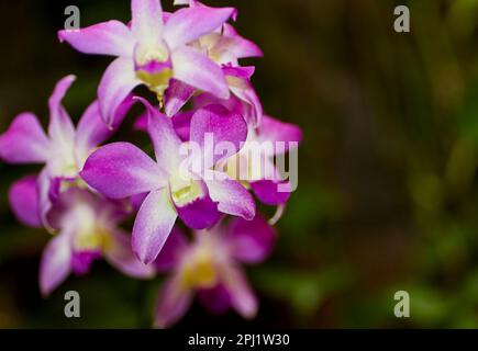 Nahaufnahme einer Pink Minature Cattleya Orchideenblume Stockfoto
