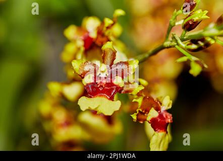 Nahaufnahme einer kleinen braunen und gelben Orchideenblume Stockfoto