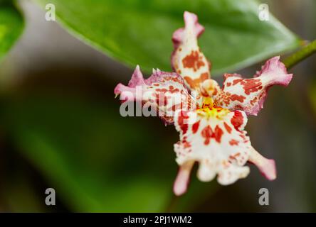 Nahaufnahme einer weißen und braunen Orchideenblume Stockfoto