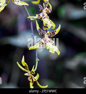 Nahaufnahme einer gelben und braunen Cymbidium Orchideenblume Stockfoto