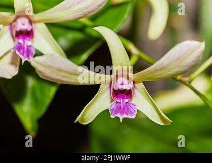 Nahaufnahme einer gelben und rosafarbenen Cockelshell Orchideenblume Stockfoto