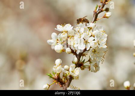 Biene, die Nektar von Kirschblüte sammelt Stockfoto