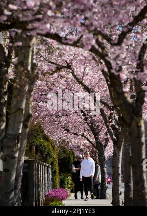 Vancouver, Kanada. 30. März 2023. Menschen gehen am 30. März 2023 unter blühenden Kirschblüten in Vancouver, British Columbia, Kanada. Kredit: Liang Sen/Xinhua/Alamy Live News Stockfoto