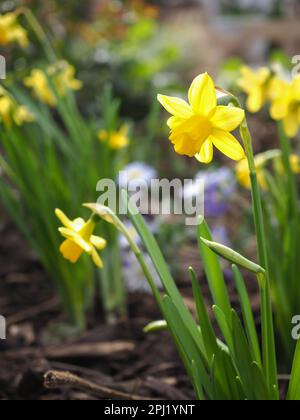 Nahaufnahme von „Tete a Tarte“ Miniatur-/Zwergdaffodilen (Narzissen) in einer frühen Frühlingsgrenze in einem britischen Garten mit von der Sonne beleuchteten Blütenblättern Stockfoto