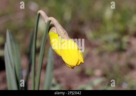 Gelbe Knospen von Narzissen. Zarte, ungeöffnete Knospen. Die ersten Frühlingsblumen im Garten. Selektiver Fokus. Hochwertiges Foto. Stockfoto