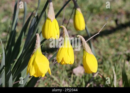 Gelbe Knospen von Narzissen. Zarte, ungeöffnete Knospen. Die ersten Frühlingsblumen im Garten. Selektiver Fokus. Hochwertiges Foto. Stockfoto