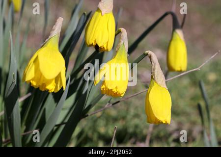 Gelbe Knospen von Narzissen. Zarte, ungeöffnete Knospen. Die ersten Frühlingsblumen im Garten. Selektiver Fokus. Hochwertiges Foto. Stockfoto