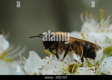 Natürliche Nahaufnahme einer weiblichen frühen Cellophanbiene, Colletes cunicularius auf weißer Blackthornblume Stockfoto