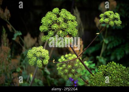 Angelica (Angelica Archangelica) In Flower Stockfoto