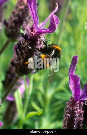 Weißschwanz-Bumblebee Auf Schmetterling Lavender Stockfoto