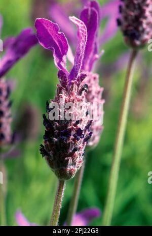 SchmetterlingsLavendel (Lavandula Stoechas) aus nächster Nähe Stockfoto