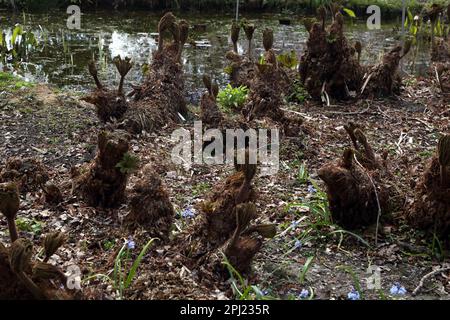 gunnera x cryptica gunnera manicata Frühwuchs Wisley Surrey England Stockfoto