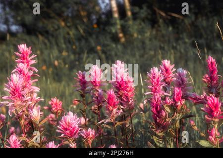 Rosa blühende indische Paintbrush Wildblumen in einer üppig grünen Naturlandschaft Stockfoto