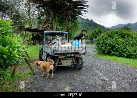 Ein Side-by-Side-Nutzfahrzeug mit arbeitenden Bauernhunden an Bord. Aotearoa/Neuseeland. Stockfoto