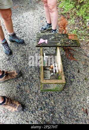 Predator-freies Neuseeland, in einer Mustelidfalle in einer Box gefangener Stöcker, um Vögel und Nichtzielarten nicht zu fangen. Aotearoa, Neuseeland. Stockfoto