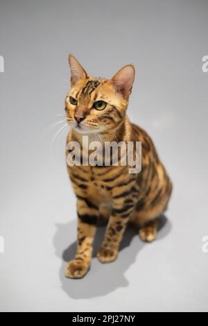 Süße bengalische Katze auf weißem Hintergrund Stockfoto