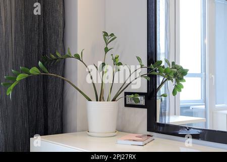 Zimmerpflanze Zamioculcas in einem weißen Topf auf dem Tisch Stockfoto