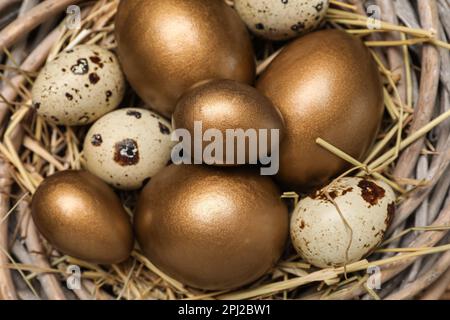 Wachtel und goldene Eier im Nest, Blick von oben Stockfoto