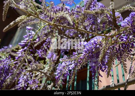 Wunderschöne blühende Wisteria-Weinrebe im Freien an sonnigen Tagen, Schließung Stockfoto