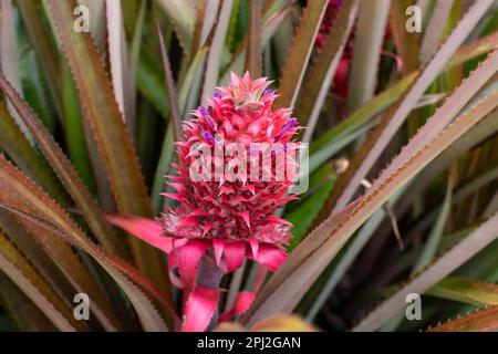 Zierpflanze aus rosa Ananas. Ananasblüte Aechmea fasciata (Silbervase, Urne) blüht aus nächster Nähe mit grünen Blättern im Naturhintergrund Stockfoto