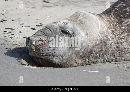 Ältere weibliche Elefantenrobbe (Mirounga leonina) am Sad Beach Stockfoto