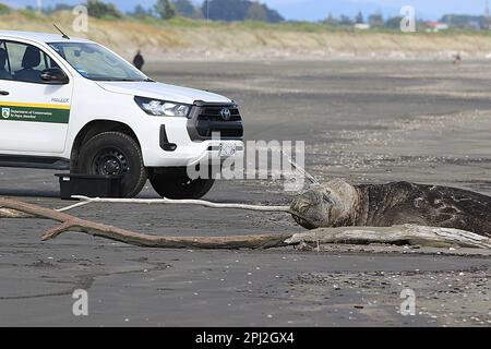 Ältere weibliche Elefantenrobbe (Mirounga leonina) am Sad Beach Stockfoto