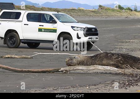 Ältere weibliche Elefantenrobbe (Mirounga leonina) am Sad Beach Stockfoto