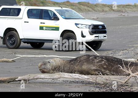 Ältere weibliche Elefantenrobbe (Mirounga leonina) am Sad Beach Stockfoto