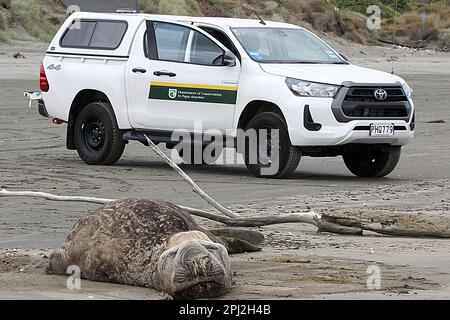 Ältere weibliche Elefantenrobbe (Mirounga leonina) am Sad Beach Stockfoto