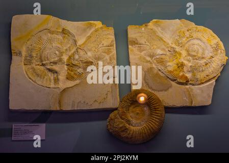 Eichstätt, Deutschland, 14. August 2022: Ammonit-Fossilien im Jura-Museum in der deutschen Stadt Eichstätt. Stockfoto