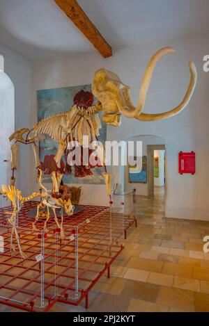 Eichstätt, Deutschland, 14. August 2022: Mamooth-Skelett im Jura-Museum in der Deutschen Stadt Eichstätt. Stockfoto