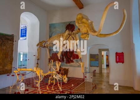 Eichstätt, Deutschland, 14. August 2022: Mamooth-Skelett im Jura-Museum in der Deutschen Stadt Eichstätt. Stockfoto