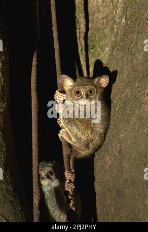 Zwei Personen von Gurskys Spektraltarsier (Tarsius spectrumgurskyae) werden auf ihrem Nistbaum im Naturschutzgebiet Tangkoko, North Sulawesi, Indonesien, fotografiert. Eine sozial monogame Art, ein Paar dieser Primaten lebt in einem Gebiet zwischen 1,6 und 4,1 Hektar, Die sie durch „singende Duette“ verteidigen, so ein Team von Primatenwissenschaftlern unter der Leitung von Isabel Comella in einem 2022 erschienenen Aufsatz, der erstmals in Frontiers in Ecology and Evolution veröffentlicht wurde (abgerufen auf Phys.org). Wenn sie Duette singen, sollen die Tarsier den Betrügern zeigen, dass sie bereits einen Partner haben und dass ihr Gebiet es ist. Stockfoto