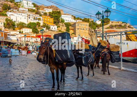 Hydra, Griechenland, 5. September 2022: Esel an der Strandpromenade am Hafen von Hydra in Griechenland. Stockfoto