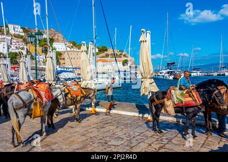 Hydra, Griechenland, 5. September 2022: Esel an der Strandpromenade am Hafen von Hydra in Griechenland. Stockfoto