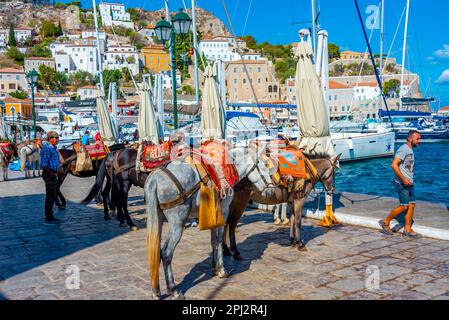 Hydra, Griechenland, 5. September 2022: Esel an der Strandpromenade am Hafen von Hydra in Griechenland. Stockfoto