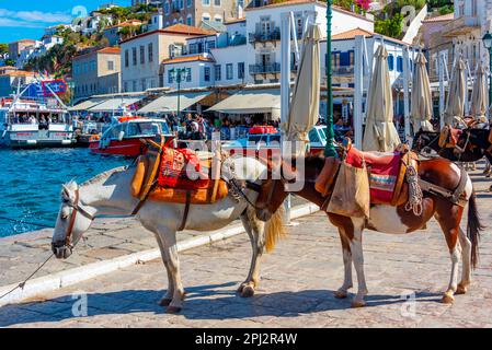 Hydra, Griechenland, 5. September 2022: Esel an der Strandpromenade am Hafen von Hydra in Griechenland. Stockfoto