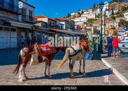 Hydra, Griechenland, 5. September 2022: Esel an der Strandpromenade am Hafen von Hydra in Griechenland. Stockfoto