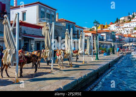 Hydra, Griechenland, 5. September 2022: Esel an der Strandpromenade am Hafen von Hydra in Griechenland. Stockfoto