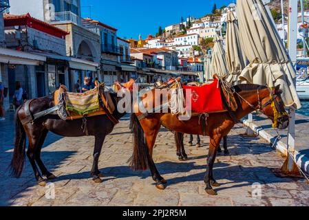 Hydra, Griechenland, 5. September 2022: Esel an der Strandpromenade am Hafen von Hydra in Griechenland. Stockfoto