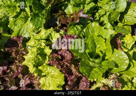 Frühjahrssorte von Heirloom-Blattsalat, der in Nord-Colorado nach frühmorgendlichem Regen angebaut wird. Stockfoto