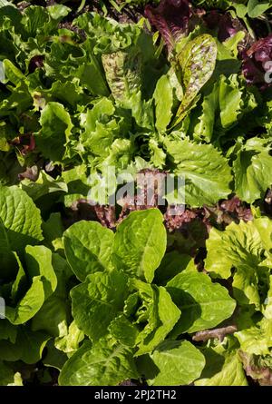 Frühjahrssorte von Heirloom-Blattsalat, der in Nord-Colorado nach frühmorgendlichem Regen angebaut wird. Stockfoto