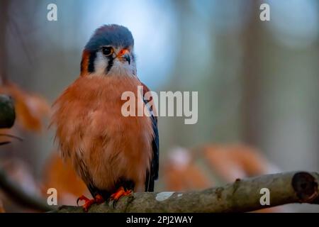 Huntersville, NC, USA. 18. März 2023. Der amerikanische Falke (Falco sparverius), auch Spatzenfalke genannt, ist der kleinste und häufigste Falke in Nordamerika. (Kreditbild: © Walter G. Arce Sr./ZUMA Press Wire) NUR REDAKTIONELLE VERWENDUNG! Nicht für den kommerziellen GEBRAUCH! Stockfoto