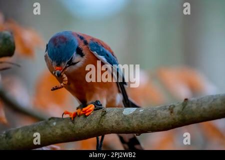 Huntersville, NC, USA. 18. März 2023. Der amerikanische Falke (Falco sparverius), auch Spatzenfalke genannt, ist der kleinste und häufigste Falke in Nordamerika. (Kreditbild: © Walter G. Arce Sr./ZUMA Press Wire) NUR REDAKTIONELLE VERWENDUNG! Nicht für den kommerziellen GEBRAUCH! Stockfoto