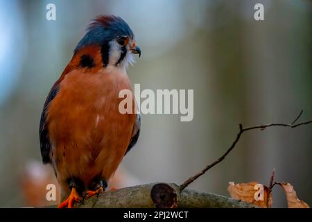 Huntersville, NC, USA. 18. März 2023. Der amerikanische Falke (Falco sparverius), auch Spatzenfalke genannt, ist der kleinste und häufigste Falke in Nordamerika. (Kreditbild: © Walter G. Arce Sr./ZUMA Press Wire) NUR REDAKTIONELLE VERWENDUNG! Nicht für den kommerziellen GEBRAUCH! Stockfoto