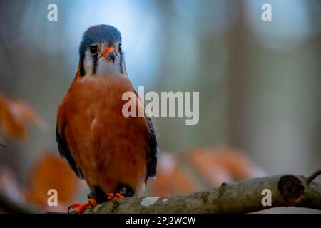 Huntersville, NC, USA. 18. März 2023. Der amerikanische Falke (Falco sparverius), auch Spatzenfalke genannt, ist der kleinste und häufigste Falke in Nordamerika. (Kreditbild: © Walter G. Arce Sr./ZUMA Press Wire) NUR REDAKTIONELLE VERWENDUNG! Nicht für den kommerziellen GEBRAUCH! Stockfoto