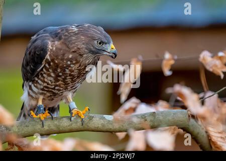 Huntersville, NC, USA. 18. März 2023. Der Großflügelfalke (Buteo platypterus) ist ein mittelgroßer Falke der Gattung Buteo. (Kreditbild: © Walter G. Arce Sr./ZUMA Press Wire) NUR REDAKTIONELLE VERWENDUNG! Nicht für den kommerziellen GEBRAUCH! Stockfoto