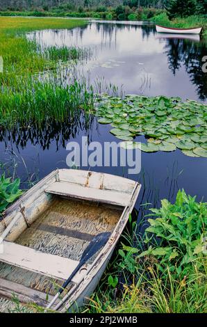 Das traditionelle Holzboot ist in einem Süßwasserteich mit üppigen Sumpfgräsern, Seerosenschalen und Kattails nahe Stonington Maine an die Küste gebunden. Stockfoto