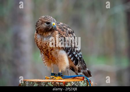 Huntersville, NC, USA. 18. März 2023. Der Rotschulterfalke (Buteo lineatus) ist ein mittelgroßer Buteo. (Kreditbild: © Walter G. Arce Sr./ZUMA Press Wire) NUR REDAKTIONELLE VERWENDUNG! Nicht für den kommerziellen GEBRAUCH! Stockfoto